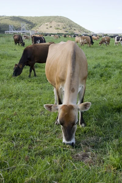 Grazing cows — Stock Photo, Image