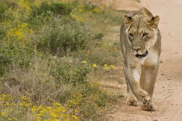 Leona caminando. — Foto de Stock