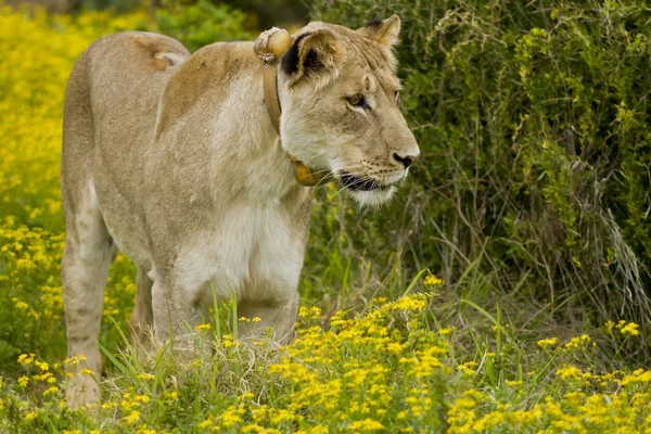 Leonessa guardando — Foto Stock