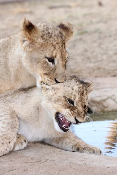 Lion cuccioli giocare — Foto Stock