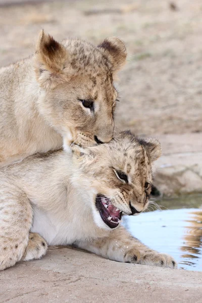 León cachorros jugando — Foto de Stock