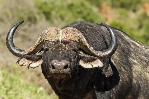 Buffalo a olhar — Fotografia de Stock