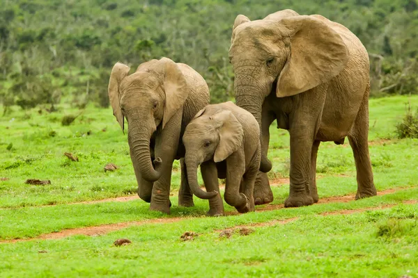 Elefante familia caminando — Foto de Stock