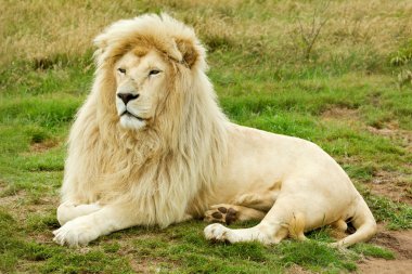 Large male white lion clipart