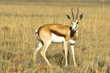 Genç springbok antilop