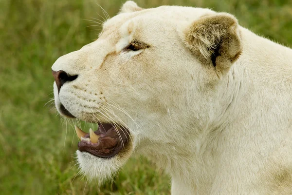 Жіночий білий лев — стокове фото
