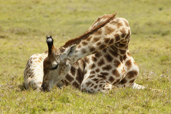 Жираф отдыхает — стоковое фото