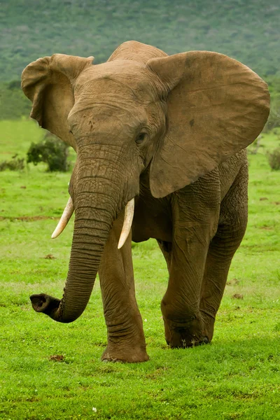 Großer männlicher Elefant — Stockfoto