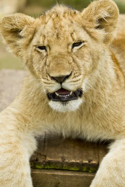 Cucciolo di leone — Foto Stock