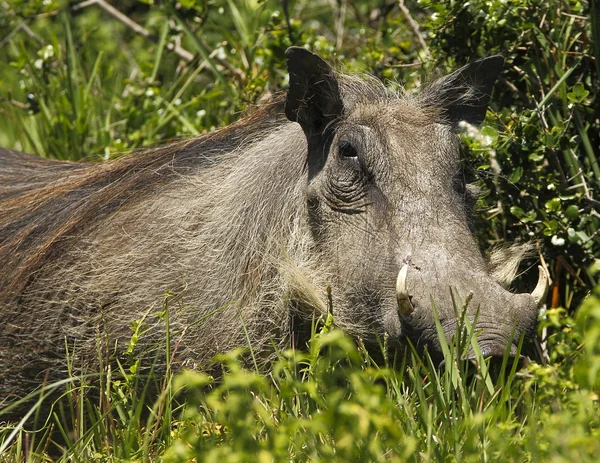 Büyük kadın warthog — Stok fotoğraf