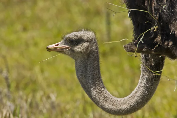 Ostrich male eating — Stock Photo, Image