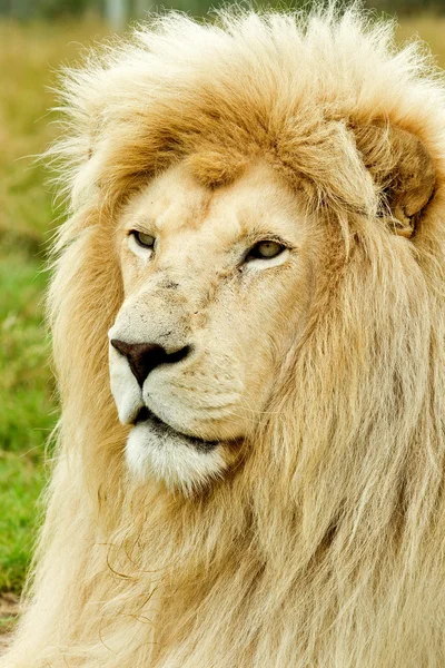 Male white lion profile — Stock Photo, Image