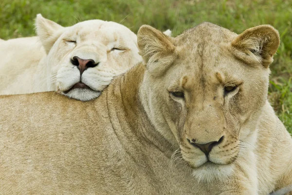 Duas leoas descansando — Fotografia de Stock