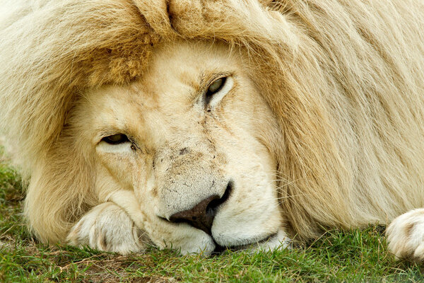 Sleepy looking white lion