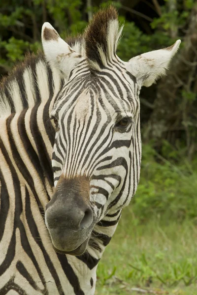 Zebra portret — Stockfoto