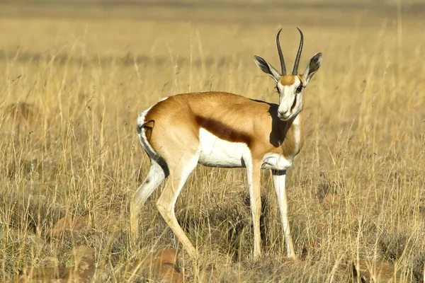 Giovane antilope springbok — Foto Stock