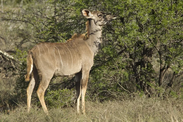 Młody kudu wypas — Zdjęcie stockowe