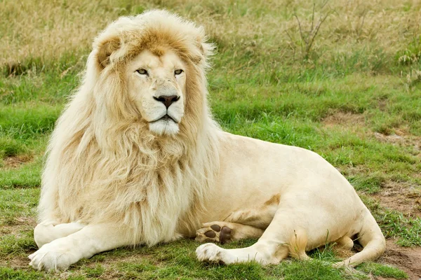 男性の白いライオン ストック写真