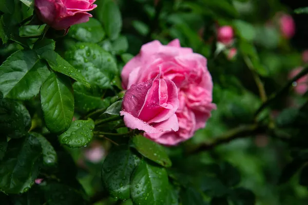 濃い緑色の背景にピンクのバラが雨滴で覆われていました ビューを閉じます 選択的フォーカス 自然背景 — ストック写真
