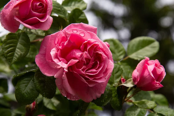 Yağmurdan sonra su damlalarıyla kaplı pembe güllerin yakın görüntüsü. Seçici odaklanma. Yeşil yapraklı arkaplan