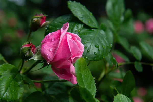 濃い緑色の葉で覆われたピンクのバラ ビューを閉じます 選択的フォーカス 自然背景 — ストック写真