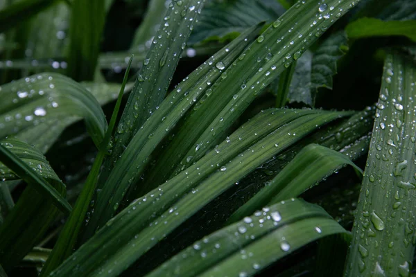 Yağmurdan sonra yemyeşil yaprakların üzerindeki şelalenin yakın görüntüsü. Koyu yeşil arkaplan