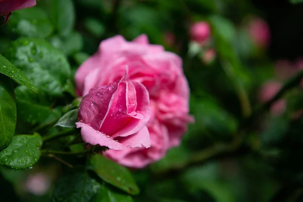 雨滴に覆われたピンクのバラ ビューを閉じます 選択的フォーカス 緑の葉の背景 — ストック写真