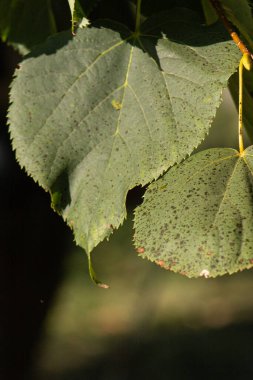 Koyu yeşil yapraklar. Güneş ışığıyla birlikte taze doğal arka plan. Dikey görünüm