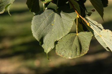 Koyu yeşil arka plandaki yeşil yaprakları kapat. Güneş ışığıyla doğal arkaplan