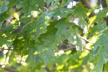 Güzel açık yeşil yapraklar arka planda. Doğal arka plan ve güneş ışığı. Yumuşak odak
