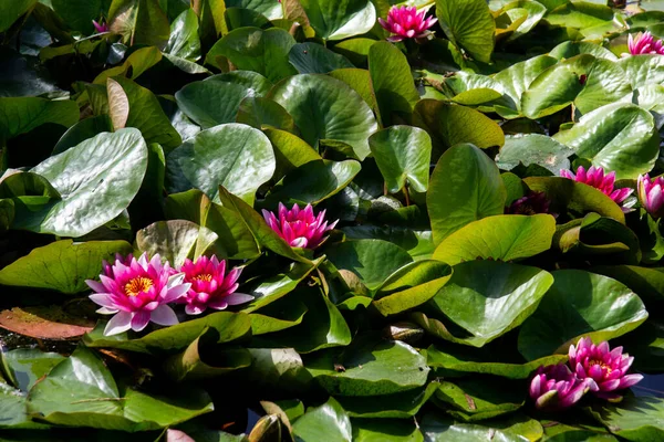 Pink nymphaea flowers with dark green leaves. Dark pink lotus flowers floating on the water.