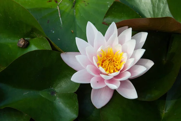 Close up view to nymphaea flower with dark green background. White pink lotus flowers floating on the water.