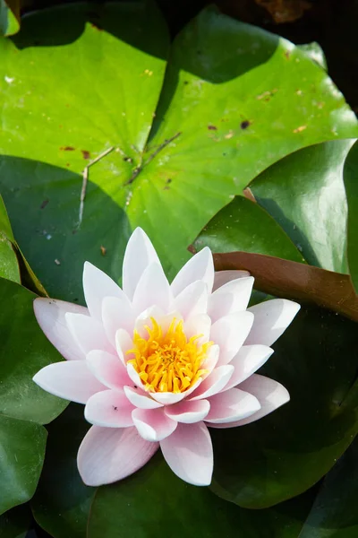 Suda süzülen beyaz ve pembe nilüfer çiçeği. Yeşil yapraklı ve güneşli bir arka plan. Dikey görünüm