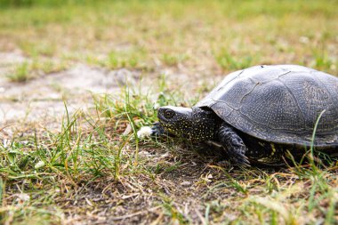 Land turtle in the grass, Copy space
