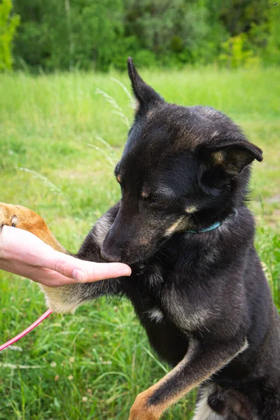 Arka ayakları üzerinde duran siyah bir köpek. Bir insan köpeğe yardım eder. Dikey görünüm