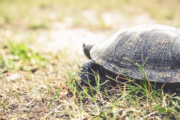 Close up view of land turtle in the grass. Soft focus and filter. Copy space