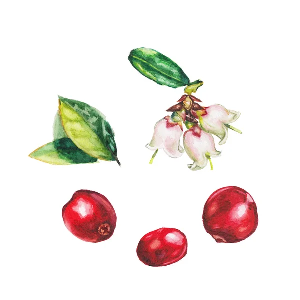 Conjunto de cranberries aquarela — Fotografia de Stock