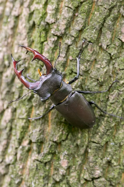 Stag-beetle — Stock fotografie