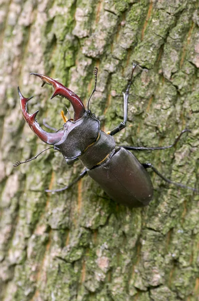 Stag beetle — Stok fotoğraf