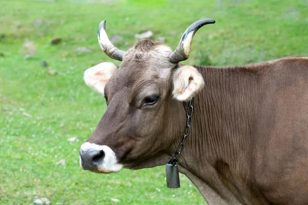 Portret van bruin koe op een weiland Rechtenvrije Stockafbeeldingen