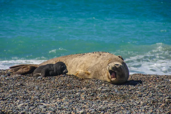 Elephant Seal — Stock Photo, Image
