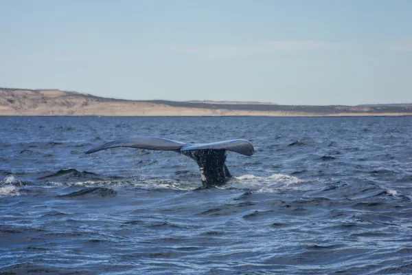 Southern right whale