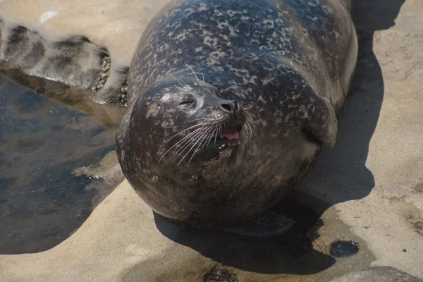 Harbor Seal — Stock Photo, Image