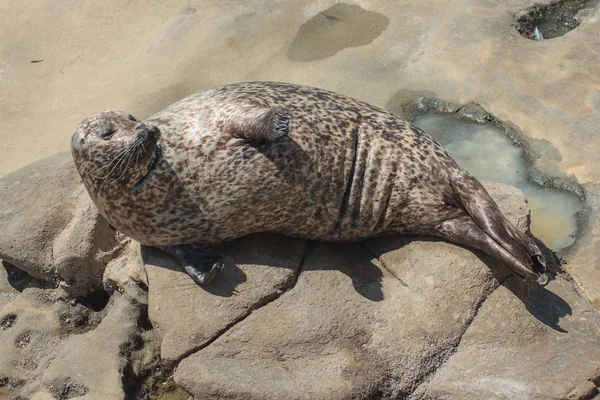 Harbor Seal — Stock Photo, Image