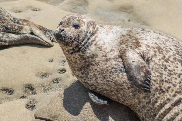 Harbor Seal — Stock Photo, Image