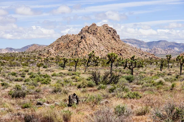 Joshua Tree Np —  Fotos de Stock