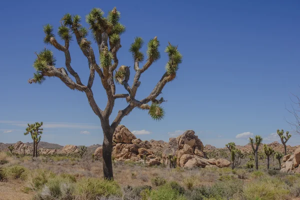 Joshua Tree Np — Stockfoto