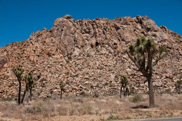 Joshua Tree Np —  Fotos de Stock