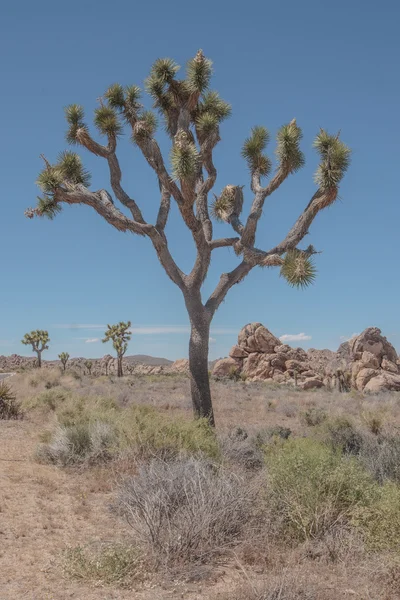 Joshua Tree Np — Stock fotografie