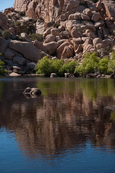 Joshua Tree Np — Stockfoto